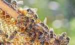 Umweltlotterie: Bienen am Campus Klarenthal
