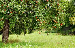 Umweltlotterie: "Streuobstwiesen / Bienenwiesen"