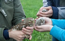 Umweltlotterie: Eulenschutz in Südhessen