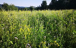 Umweltlotterie: Blühwiesen für Nieder-Liebersbach