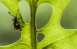 Umweltlotterie: Insektenlehrpfad-Panoramaweg Lindenfels