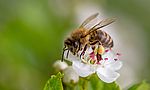 Umweltlotterie: Unser Bienen-Garten Erlebnisprojekt