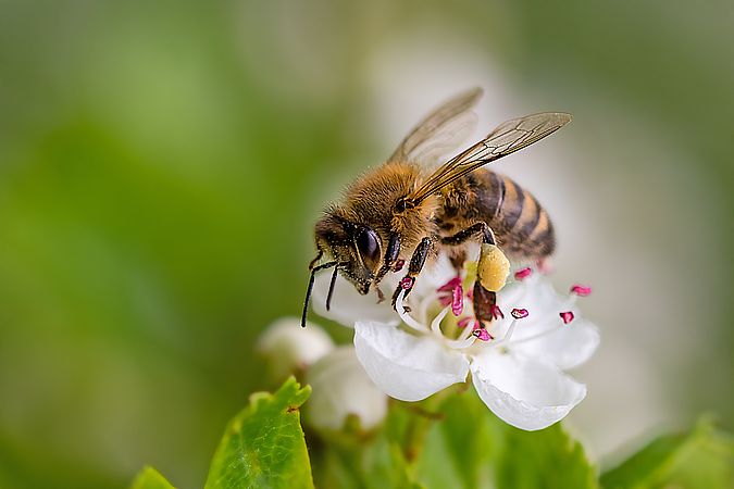 Umweltlotterie: Unser Bienen-Garten Erlebnisprojekt