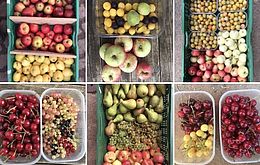 Umweltlotterie: Solawi Kambium e.V. (Obst-SoLaWiz)