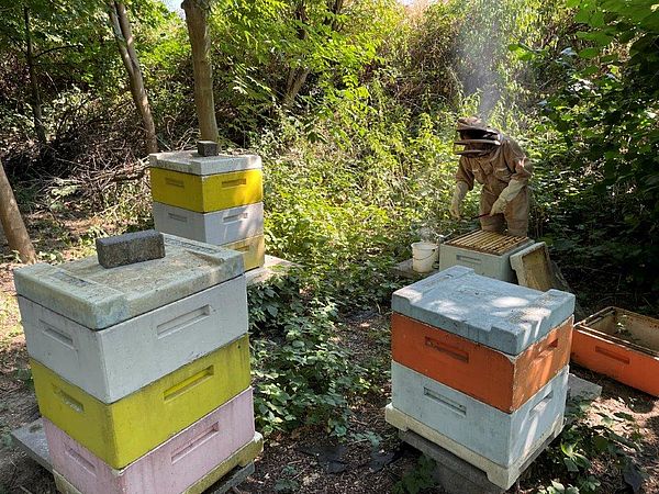 Umweltlotterie: Lehrbienenstand Bensheim