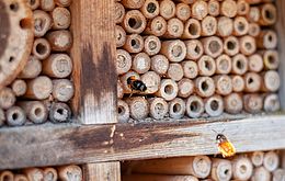 Umweltlotterie: Das Lebendige Bienenmuseum im Knüllwald, ein biologisches „Heimatmuseum“