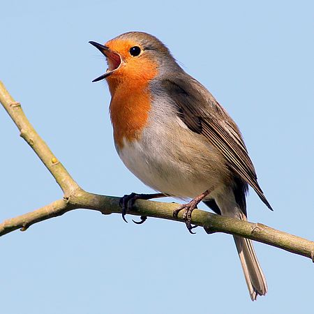 Umweltlotterie GENAU: Areale für Singvögel