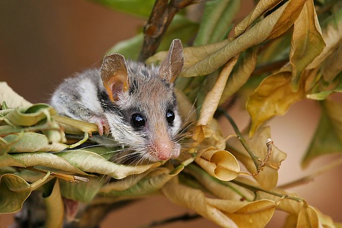 Umweltlotterie GENAU: Neue Rückzugsorte für den Gartenschläfer: Naturnahe Quartiere schaffen