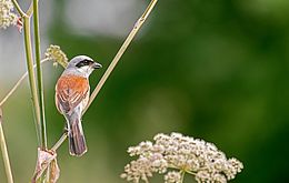Umweltlotterie GENAU: Fallenprojekt in den Werrawiesen im FFH-Gebiet DE 4926-303 „Werraaue von Herleshausen“