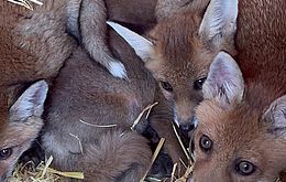 Umweltlotterie: Wildtiergehege mit Auswilderungsmöglichkeit für Rehe, Füchse und Igel