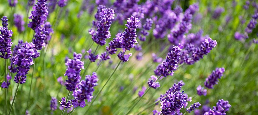 Umweltlotterie: Der Odenwald blüht