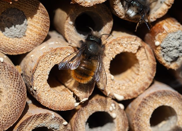 Umweltlotterie: Ein Haus für die Holzbiene