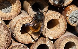 Umweltlotterie: Ein Haus für die Holzbiene