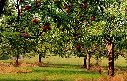 Umweltlotterie: Streuobstfreunde Nüsttal