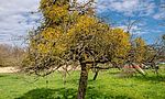 Umweltlotterie: "Streuobstwiesenpflege in Otzberg"