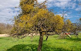 Umweltlotterie: "Streuobstwiesenpflege in Otzberg"