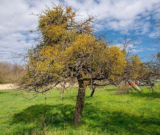 Umweltlotterie: "Streuobstwiesenpflege in Otzberg"