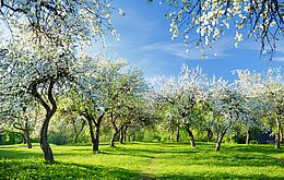 Umweltlotterie: Biodiversität hautnah: am Beispiel einer Streuobstwiese & Kostenlose Videos für Kinder und Erwachsene