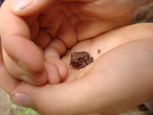 Umweltlotterie: Der Froschgarten