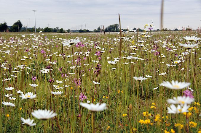 Umweltlotterie: KAG Wiesenblumen