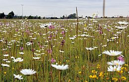 Umweltlotterie: KAG Wiesenblumen