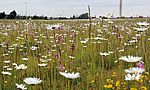 Umweltlotterie: KAG Wiesenblumen