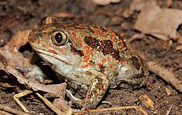 Umweltlotterie: Biodiversität zum Anfassen - Die Amphibien der Wetterau