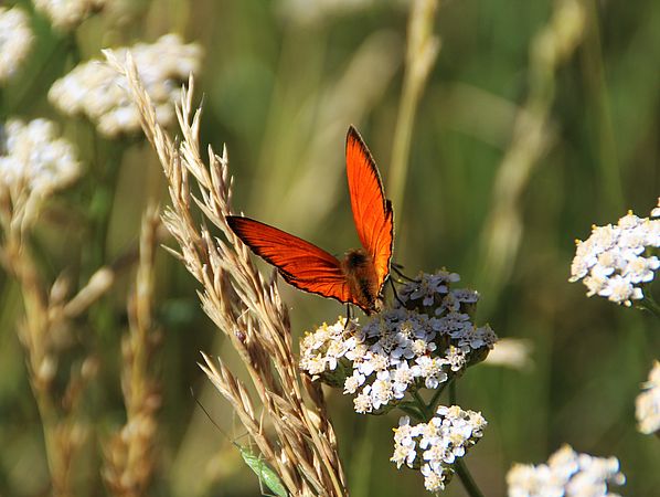 Umweltlotterie: Förderung des Wohnraumes Bodenbrütender Vögel, Feldhamster sowie Insekten