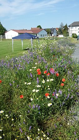 Umweltlotterie: Ein Herz für Natur und Sport