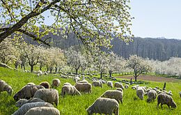 Umweltlotterie: Wollige Landschaftspfleger