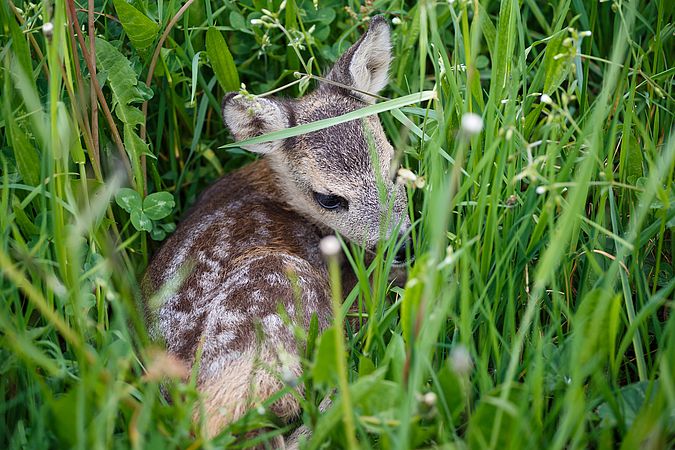 Umweltlotterie: Anschaffung einer Drohne mit Wärmebildkamera zur Kitzrettung