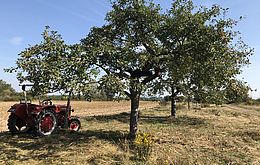 Umweltlotterie: Biotopverbund einer nährstoffarmen Heuwiese Umweltlotterie: Biotopverbund einer nährstoffarmen Heuwiese
