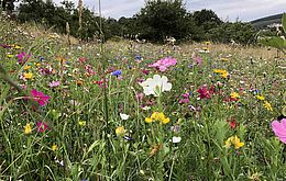 Umweltlotterie: Blumenwiese für Bienen und Insekten