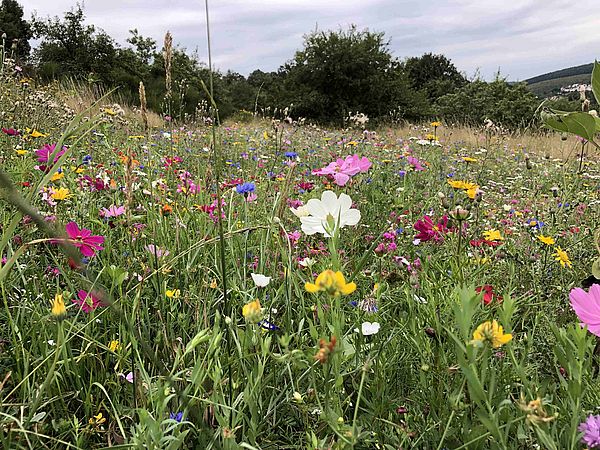 Umweltlotterie: Blumenwiese für Bienen und Insekten