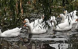 Umweltlotterie: Die Gänse sind los – seltene Leinegänse als Teil der Förderschule