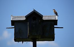 Umweltlotterie: Artenschutzhaus errichten