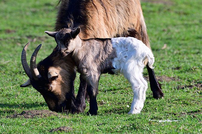 Umweltlotterie: Multispeciesbeweidung