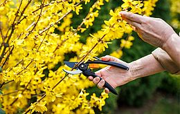 Umweltlotterie:Brombeeren raus und Blütensträucher rein - Heckenneupflanzung
