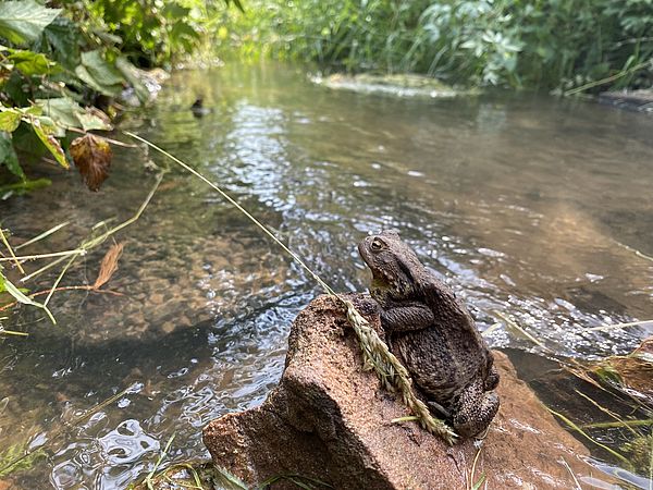 Umweltlotterie: Fleckenbühler Mühle - Entwicklung eines biodiversen Naturraumes am Roten Wasser