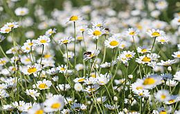 Umweltlotterie: Wunder Naturgarten Umweltlotterie: Wunder Naturgarten