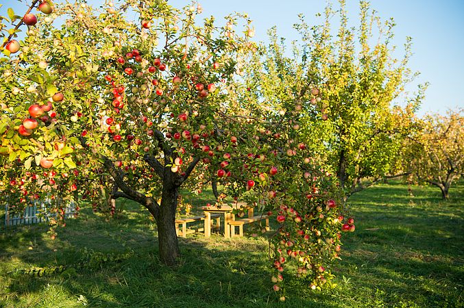 Umweltlotterie: Erhalt alter Obstbäume