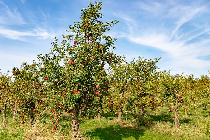 Umweltlotterie: Lebensraum Streuobstwiese erhalten und Artenvielfalt fördern