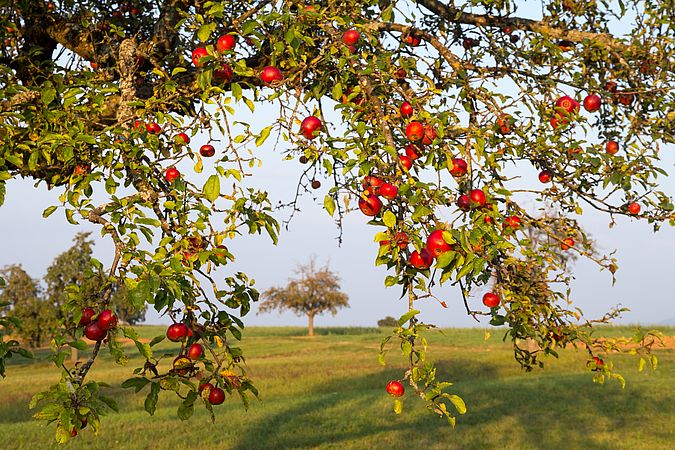 Umweltlotterie: Neue Hochstamm-Obstbäume für Ortenberg 2.0