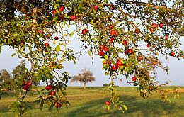 Umweltlotterie: Neue Hochstamm-Obstbäume für Ortenberg 2.0