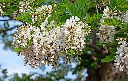 Umweltlotterie: Rodung Robinie (Invasive Art) und Wiederherstellung einer Bio-Streuobstwiese mit Beweidung