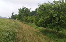 Umweltlotterie: Obstbaumpfad Neukirchen 