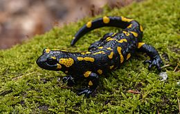 Umweltlotterie: Lebensraum für Feuersalamander und Bergmolche wiederherstellen