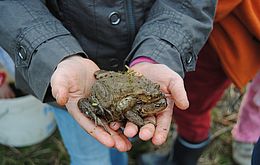 Umweltlotterie: Der Froschgarten