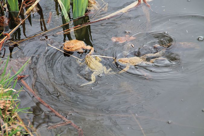 Umweltlotterie: Amphibienleitanlage Meerpfuhl