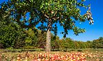 Umweltlotterie: Erhalt einer Streuobstwiese